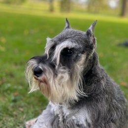 Margo - Miniature Schnauzer