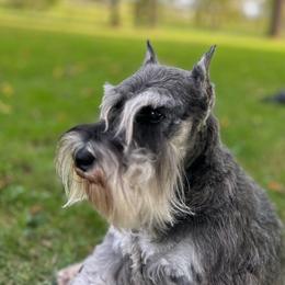 Margo - Miniature Schnauzer