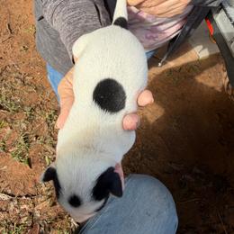 Girl 2 - Black and white female Jack Russell Terrier puppy in Maysville, Oklahoma from MO’s Jack Russells