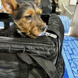 Australian Terrier Puppies from Firewalker Australian Terriers