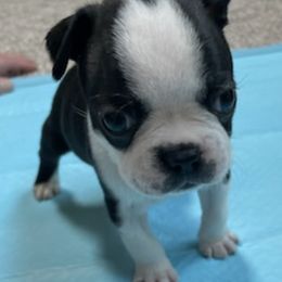 Boston Terrier Puppies from Charlie’s Pride