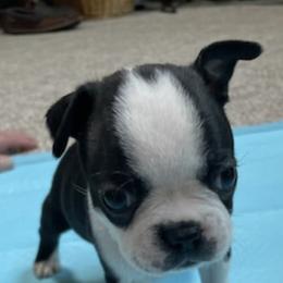 Boston Terrier Puppies from Charlie’s Pride