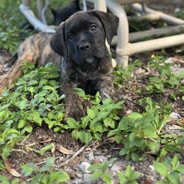 Bonnie - Black brindle female Cane Corso puppy in Ocala, Florida from High Royal Kennel