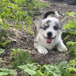 Gwennie - Blue merle and white female American Corgi puppy in Brandon, Florida from Swell Corgis
