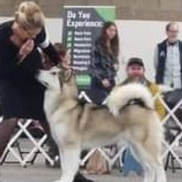 Sassy - Alaskan Malamute