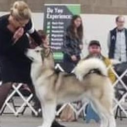Sassy - Alaskan Malamute