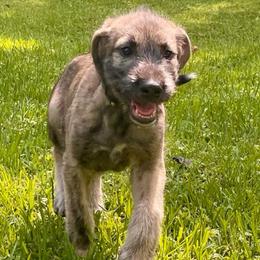 Gold - Brindle male Irish Wolfhound puppy in Alexander, Arkansas from Isham's Huskies and Shamrock Irish Wolfhounds