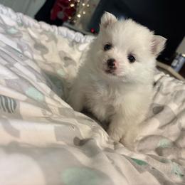 Applejack - White female Pomeranian puppy in Rhode Island from Heartfelt Kennels