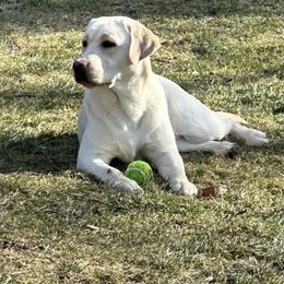 Holly - Labrador Retriever
