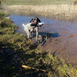 German Shorthaired Pointer Puppies from Fireheart German Shorthaired Pointers