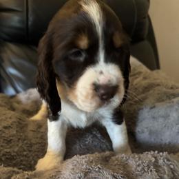 Pink - Liver white and tan female English Springer Spaniel puppy in Griswold, Connecticut from Lassale Springers