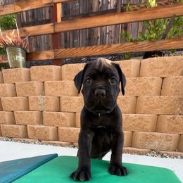 Gray - Black male Cane Corso puppy in Homeland, California from Dal Deserto Cane Corso