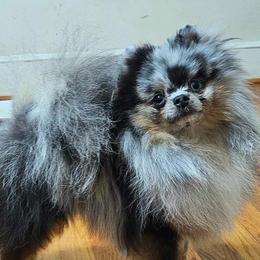 Fletcher - Pomeranian