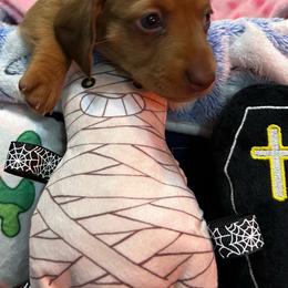 Girl 1 neon green collar - Red female Dachshund puppy in Gulfport, Mississippi from Susan's Dachshunds