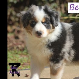 Miniature Australian Shepherd and Toy Australian Shepherd Puppies from TK Mini Aussies