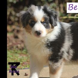 Miniature Australian Shepherd and Toy Australian Shepherd Puppies from TK Mini Aussies