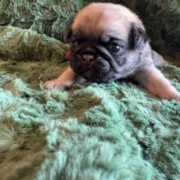 Blackjack - Fawn male Pug puppy in Tucson, Arizona from Cactus Pugs & Hugs