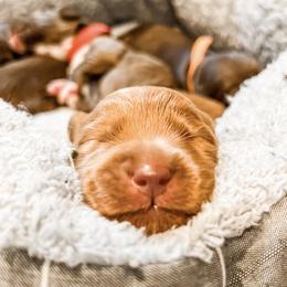 Australian Labradoodle Puppies from Novalie Australian Labradoodles