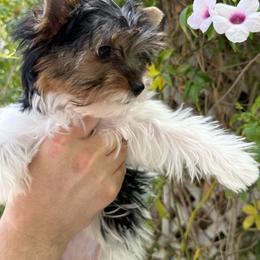 Izzy - Black tan and white female Biewer Terrier puppy in Temecula, California from Biewer & Maltese Puppies