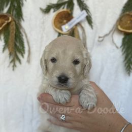 Goldendoodle Puppies from Owen-a-Doodle