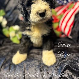 Orca - male Golden Mountain Doodle puppy in Rockville, Minnesota from Bracha Poodles & Doodles