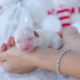 Cooper - Cream male Dachshund puppy in Fort Myers, Florida from Blossom Paws