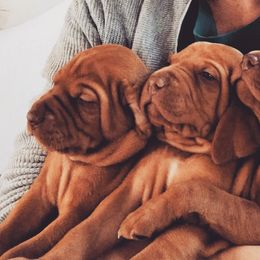 Vizsla Puppies from Maplewood Vizslas