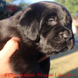 Labrador Retriever Puppies from Mariani Labrador Retrievers