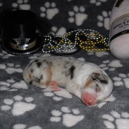 S'mores - Blue merle male Australian Shepherd puppy in Alma, Georgia from Epiphany Australian Shepherds