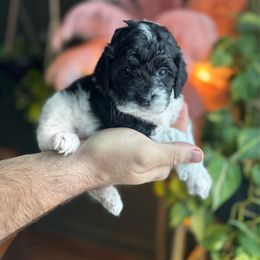 Wednesday - Black and white female Cockapoo puppy in Floyds Knobs, Indiana from Sweet Tails