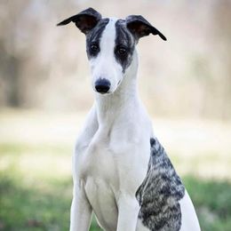 Whippets from Skyline Whippets
