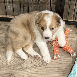 Cassidy - Sable merle female Border Collie puppy in Guffey, Colorado from Sunset Ridge