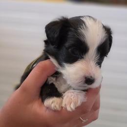 Mojito - Black tri-color female Aussiedoodle puppy in Lithia, Florida from Waterford Doodle Farm