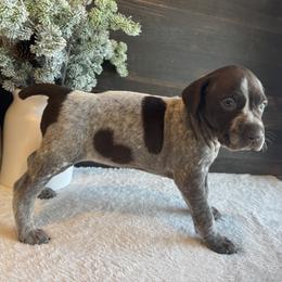 Clara - Liver roan female German Shorthaired Pointer puppy in Ulen, Minnesota from North Wind Gundogs