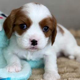 Teddy - Ruby male Cavalier King Charles Spaniel puppy in Yuciapa, California from AlltheDoodlez_