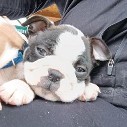 Cooper Chuckles - Brindle Boy white stripe - Black brindle and white male Boston Terrier puppy in Hamilton, Montana from Reds Studio