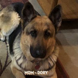 Dory - German Shepherd