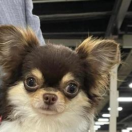 Fuego - Chihuahua