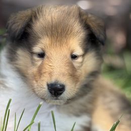 Diva - Sable and white female Collie puppy in Genoa, Ohio from Pyman Collies