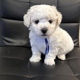 Boy 1 - White male Bichon Frise puppy in Pahrump, Nevada from Calvada's Bichons