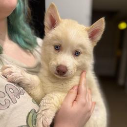 Boy 2 - White male Siberian Husky puppy in Laneville, Texas from ETX Huskies