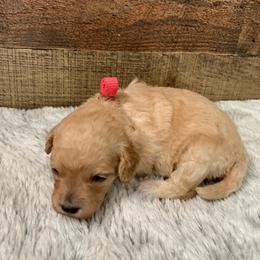 Brooke - Red  female Goldendoodle puppy in Haddam, Kansas from Golden B Acres