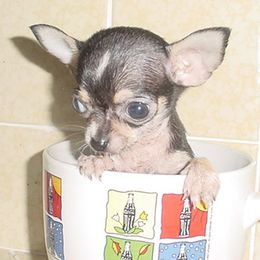 Chihuahua and Cocker Spaniel Puppies from D&D Hill Country Cockers and Chihuahuas