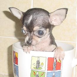 Chihuahua and Cocker Spaniel Puppies from D&D Hill Country Cockers and Chihuahuas