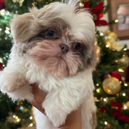 Leo - Cream and white male Shih Tzu puppy in Oak Hills, California from High Desert  Shih Tzu