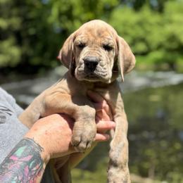 Flora - Brindle female Great Dane puppy in Beulah, Michigan from Northwood Euro Danes and Bassets