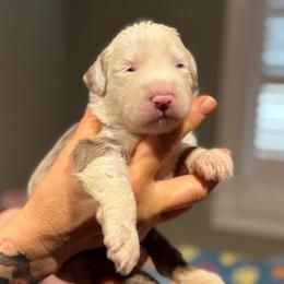 SCONE - Fawn and white male Sheepadoodle puppy in Riverside, California from Downtown Doodles & Frenchies