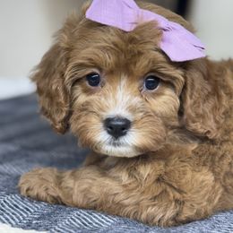 Cavapoo Puppies from Southern Love Cavapoos