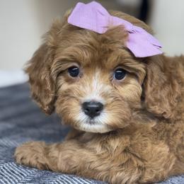 Cavapoo Puppies from Southern Love Cavapoos