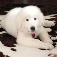 Great Pyrenees Puppies from Judith Cooper’s Great Pyrenees